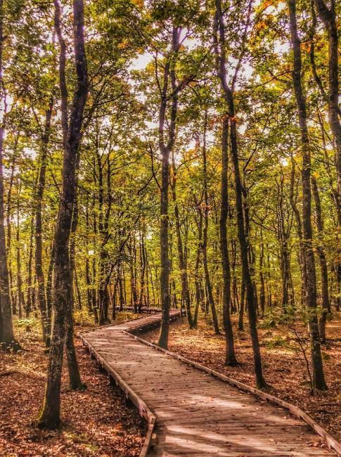 Foret de Buzet sur Tarn