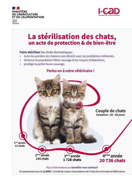 Stérilisation des chats