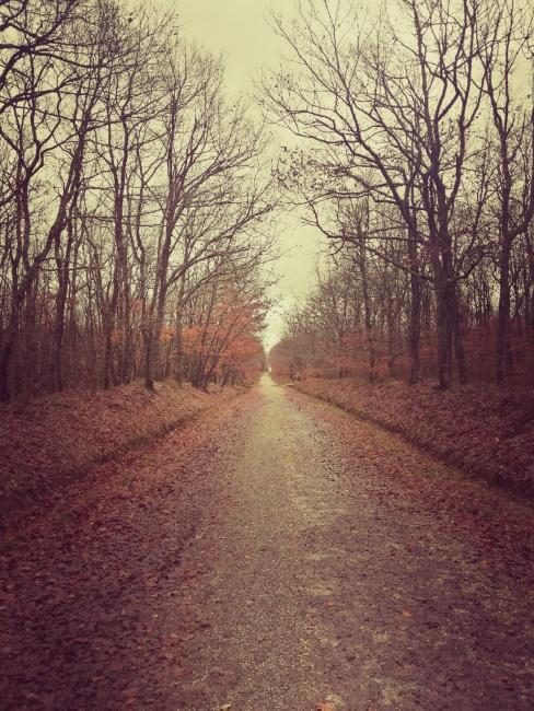 Foret de Buzet sur Tarn